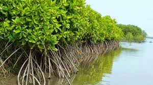 Bab ii hutan bakau 1.1.pengertian hutan bakauhutan bakau atau disebut juga hutan mangrove merupakan komunitas vegetasi pantai tropis, yang didominasi oleh beberapa jenis pohon mangrove yang mampu utmbuh danberkembangbiak di atas. 9 Ciri Ciri Hutan Bakau Dan Penjelasannya Ilmugeografi Com