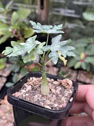 Image result for Coccinia mildbraedii