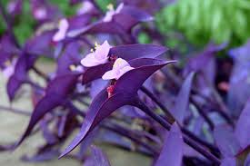 Image result for Tradescantia pallida