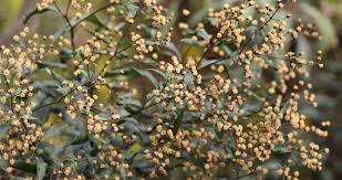 Image result for Vernonia jelfiae