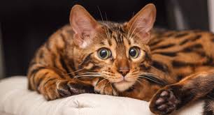 Find bengals kittens & cats for sale uk at the uk's largest independent free classifieds site. Different Cat Breeds Guide Moneysupermarket