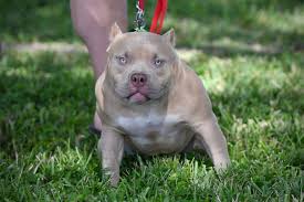 Xl bully puppies for sale nz. The Flashy Tri Color American Bully Puppies Of Venomline American Bully Puppies American Bully Pocket American Bully