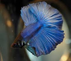 How many types of betta fish are there? Betta Fish All About Betta Fish