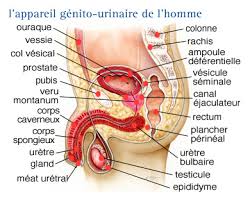 Toutes les femmes connaissent un jour une infection urinaire. Infocancer Arcagy Gineco Localisations Rein Et Voies Urinaires Tumeurs De La Vessie Maladie La Vessie