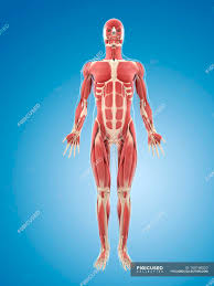 It permits movement of the body, maintains posture and circulates blood throughout the body. Front Body Musculature Human Body Front View Stock Photo 160168520