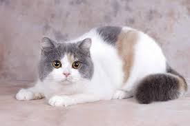 æä¹è¾¨å«è±ç­ä¸è±ç«ï¼è°ä¸è±è²è±å½ç­æ¯ç«â CFAç«èç«åªåç§ç§æ®