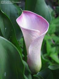 Flowers Lover August 2019