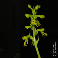 Image result for Habenaria