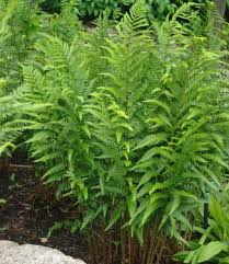 Image result for Dryopteris