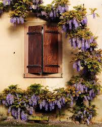 Wisteria Encircling Shutters In Riquewihr France By Greg Matchick Beautiful Doors Windows And Doors Wisteria