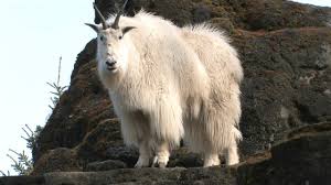 We did not find results for: Mountain Goats Aren T Actually Goats National Geographic Youtube