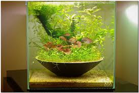2 Ikebana Plantedtank Jpg 1200 808 Aquascape Fish Tank Plants Aquarium Garden