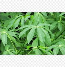 Maybe you would like to learn more about one of these? Daun Singkong Png Image With Transparent Background Toppng