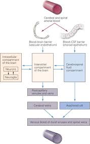 Image result for CSF Blood