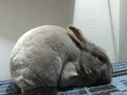 Mini Rex Wikipedia