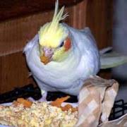 Check spelling or type a new query. Cockatiels Healthy And Nutritious Safe Foods Safe Fruits Safe Fruits Safe Vegetables Safe Table Foods For Cockatiels And Pet Birds List Of Safe Foods Safe Fruits And Vegetables For Cockatiels And Pet