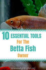The Betta Fish Owners Toolbox 10 Tools A Betta Fish Owner Should Not Be Without Betta Fish Betta