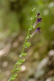 Image result for Scutellaria schweinfurthii