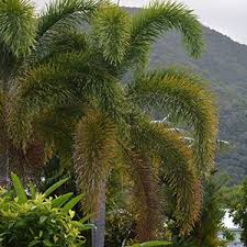 The foxtail palm is also very attractive. Foxtail Palms Wodyetia Bifurcata Wholesale Nurseries