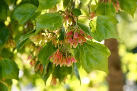 Image result for Acer buergerianum