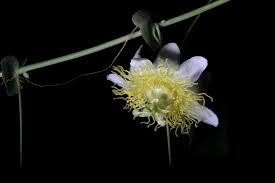 Image result for Viridivia