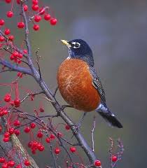 Bird On Tree Branch American Robin On Tree Branch Birds Bird Pictures Beautiful Birds