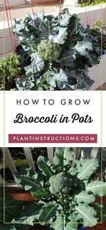 How To Grow Broccoli In Pots Growing Broccoli Container Gardening Vegetables Growing Vegetables