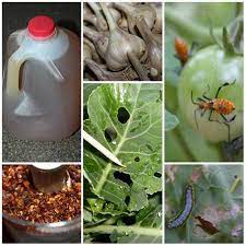 How To Make A Powerful All Natural Pest And Insect Spray Insect Spray Garden Pests Natural Pest Control
