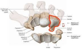 Image result for Hamate Bone