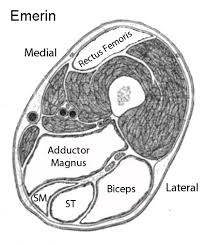 The anterior femoral muscles (fig. Muscle Mri