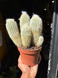 Image result for Sopubia lanata