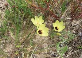 Image result for Orthochilus adenoglossus