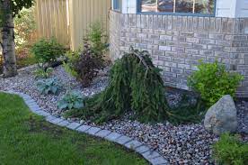 Check spelling or type a new query. Made For The Shade Garden Beyond The Gardening Gloves Landscaping Inspiration Small Weeping Trees For Landscaping Weeping Norway Spruce