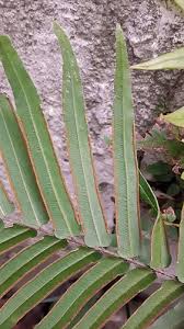 Image result for Pteris commutata