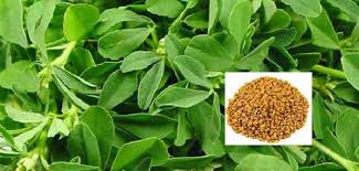 This is a result of the flavonoid content or. Why New Mom Should Eat Fenugreek Regularly Gomama247