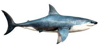 Hace ya tiempo que es habitual que turistas quieren meterse en una jaula rodeados de tiburones. El Megalodon Vuelve El Gigantesco Tiburon Prehistorico