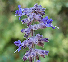 Russian sage isn't even a sage. Salvia Yangii Wikipedia