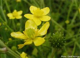 Image result for Ranunculus multifidus