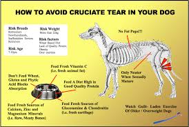 Cruciate Tear In A Dog What To Do And How To Avoid Dogsfirstireland