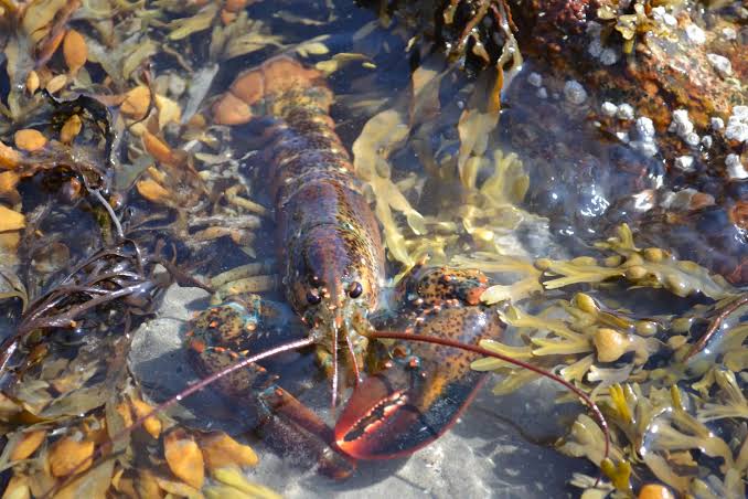American Lobster - Ocean Conservancy