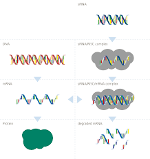Welcome to the cellular engineering lab at ibm research. Detail Molecool Ch Molecool Kosmos Rna
