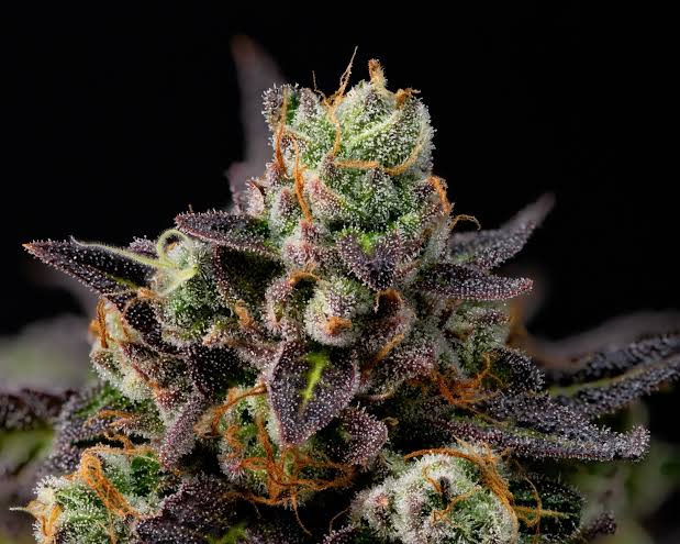 Grand Daddy Purple kaufen Österreich Blüten Premium Qualität THC Onlineshop