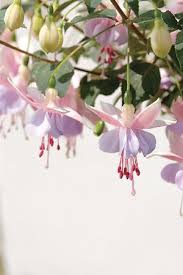We did not find results for: Mauve The Suntory Collection For Gardeners Fuchsia Flowers Fuchsia Plant Fuchsia Flower