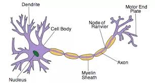 The thalamic relay neuron is a principal neuron located in veterbrates, specifically the thalamus. What Are The Similarities Between Sensory Relay And Motor Neurons Quora
