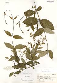 Image result for Periploca