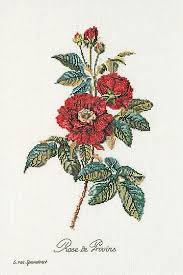 Check spelling or type a new query. Rose Van Spaendonck From Thea Gouverneur Flowers And Fruits Cross Stitch Kits Kits Casa Cenina