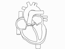 Human Heart Coloring Pages Heart Coloring Pages Anatomy Coloring Book Coloring Pages