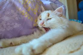 Take your pet to any vet & only pay 10% of the cost Crazy Cat Lady In Training Pet Sitting On The Road Adventures Around Asia