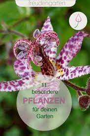 Suchen oder inserieren sie neue oder gebrauchte angebote mit kleinanzeigen aus. 11 Aussergewohnliche Pflanzen Fur Den Garten Pflanzen Garten Pflanzen Garten Anpflanzen