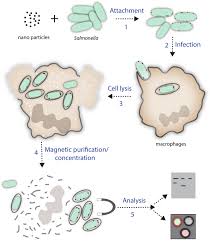 Occasionally more significant disease can result in dehydration. Rapid Isolation Of Intact Salmonella Containing Vacuoles Using Paramagnetic Nanoparticles Gut Pathogens Full Text